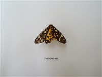 藏品(大麗燈蛾)的圖片